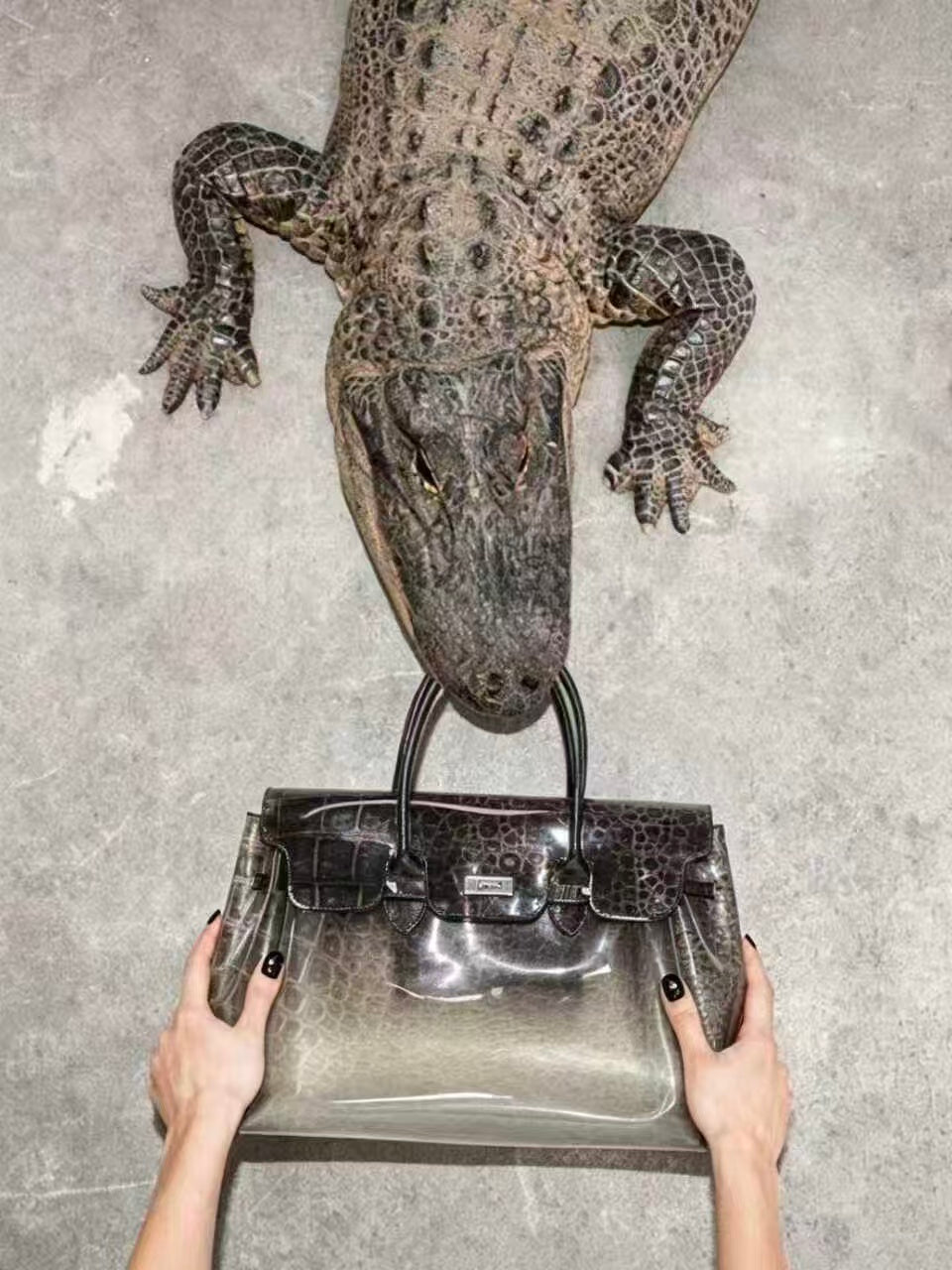 Corcodile Jelly Frikin